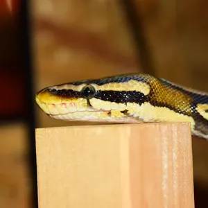 Boa Constrictor