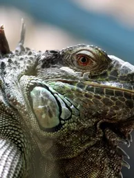 Black Dragon Water Monitor
