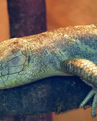 Mueller Skink