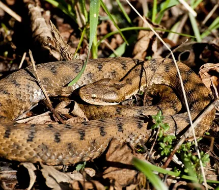Western Hognose Snake
