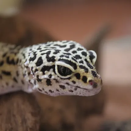 Super Hypo Mandarin Inferno 100% Het Tremper Albino Jungle