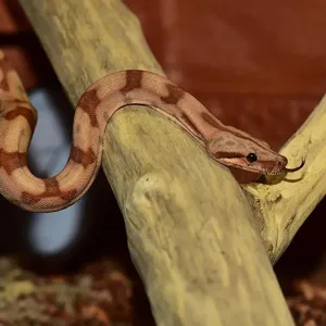 Red Tail Boa