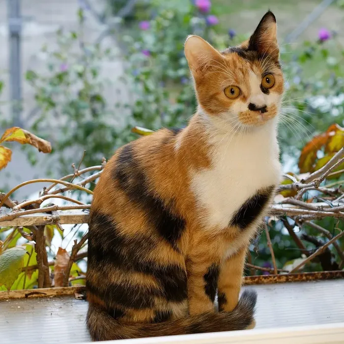 Female Calico Yellow Belly 100% Het Puzzle (FREE Shipping)