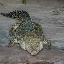 Mexican Alligator Lizard (Abronia graminea)