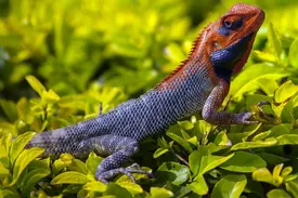 False Chameleon Baby