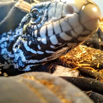 FIRE Mandarin Inferno 100% Het Tremper Albino *MUCH nicer in person!*