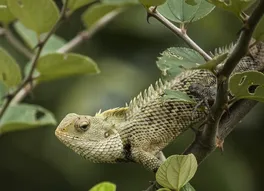 Juvenile Giant Plated Lizard