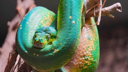 Female Super Pastel Enchi Het Clown Ball Python