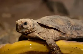 Pancake Tortoise Baby