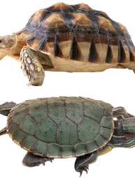 Parker's Snake Neck Turtle Baby