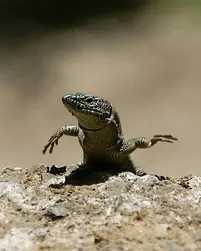 Halmahera Ground Skink