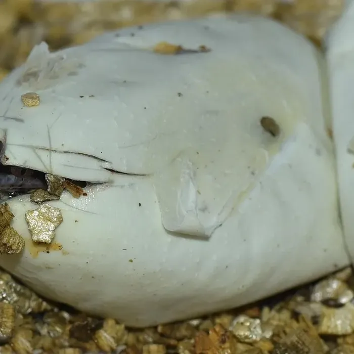 Male 100% Het Puzzle Possible Yellow Belly