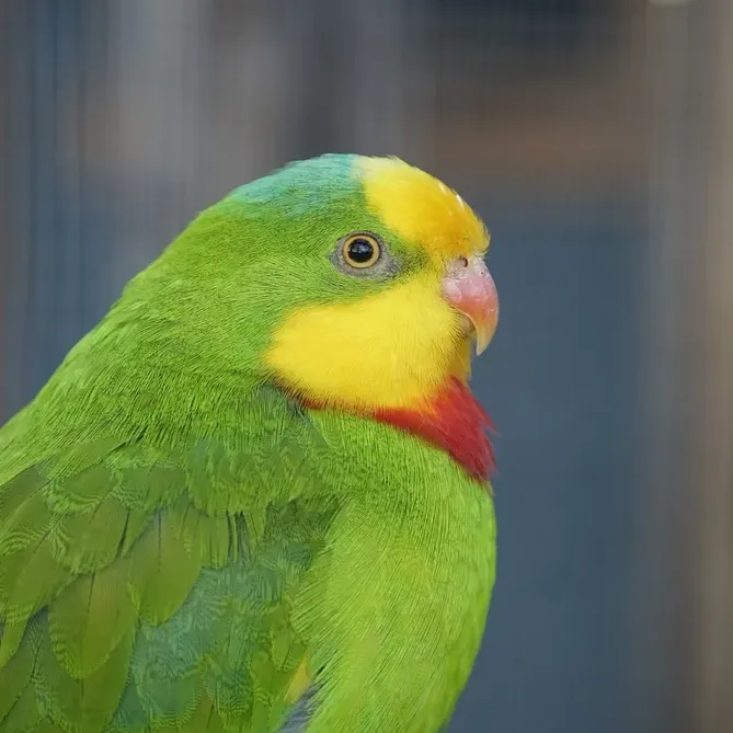 Quaker - Green opaline