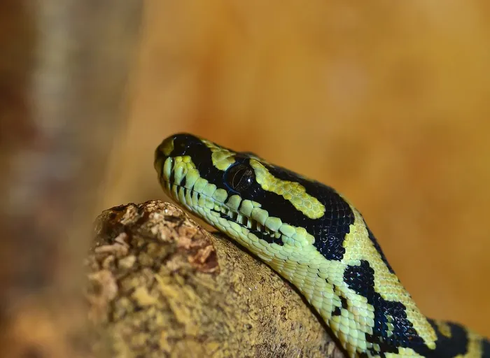 Rubber Boa snake
