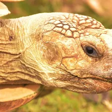 Hermann's Tortoise Young Adult