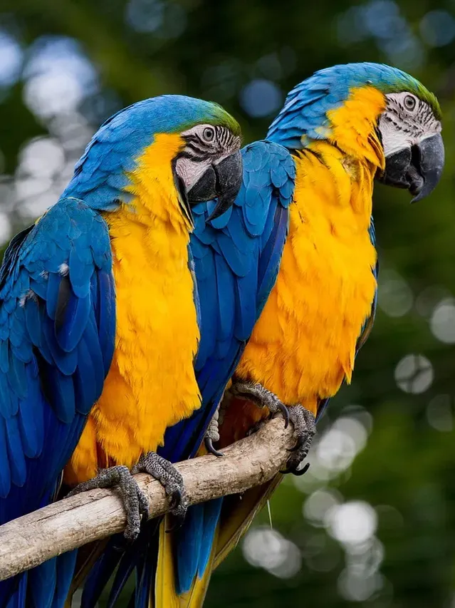 Greenwing Macaw