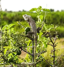Egyptian Uromastyx