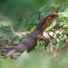 Black Dragon Water Monitor