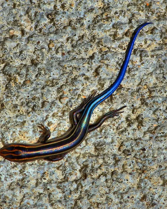 C.B. Baby Emerald Tree Skink