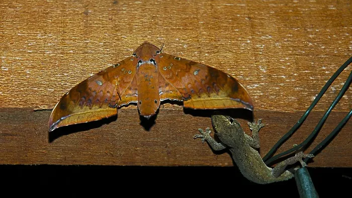 Red Striped/Blotched Gargoyle Gecko (Beautiful Reds)