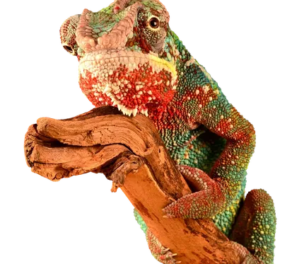 Blizzard Corn Snake