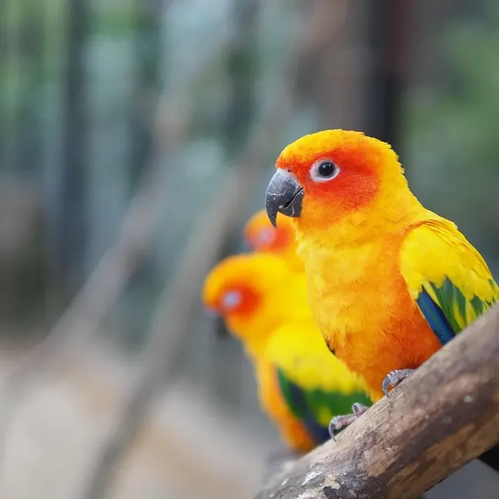 Green cheek conure - Suncheek Green cheek conure - Suncheek