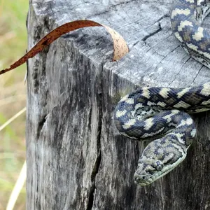 Carpet Pythons