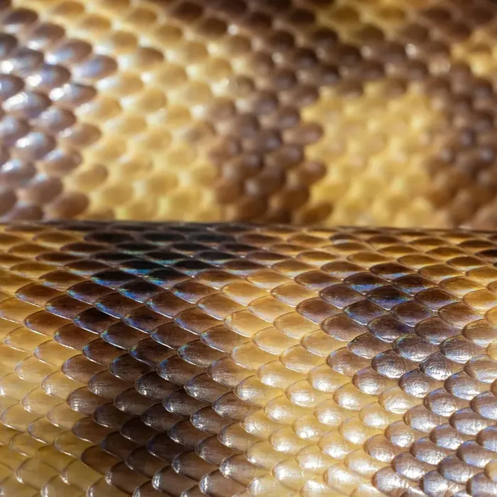 Female Super Pastel Het Puzzle Possible Het Clown Ball Python