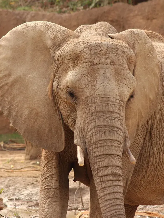 Elephant trunk snake