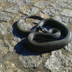 Dasypeltis snake