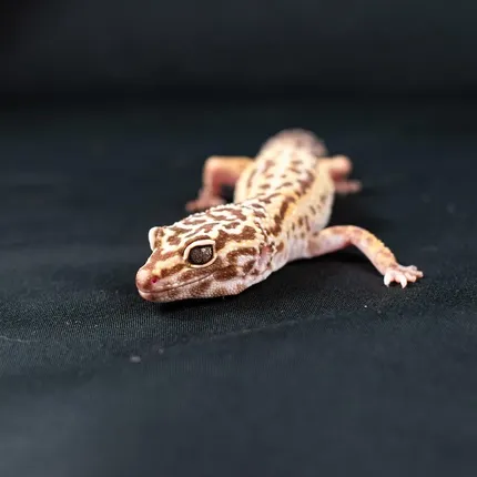 Red Stripe Tremper Leopard Gecko Adult