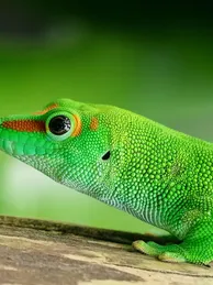 Green Tree Monitor Adult