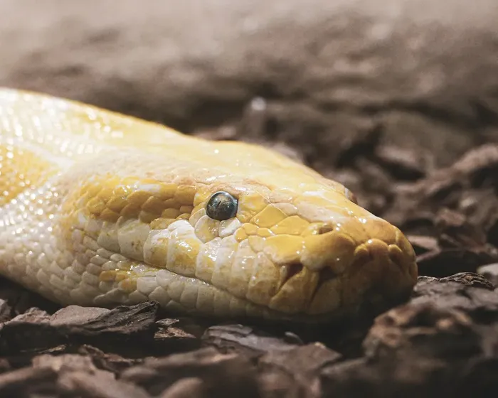 Scaleless Ball Python
