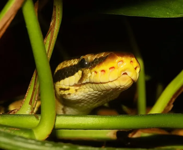 Piebald Ball Python