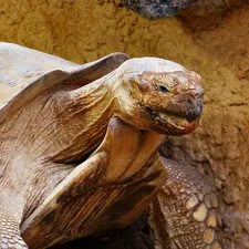 Brazilian Cherry Head Tortoise Baby