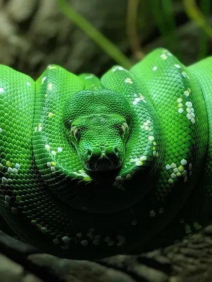 Honduran Milk Snake