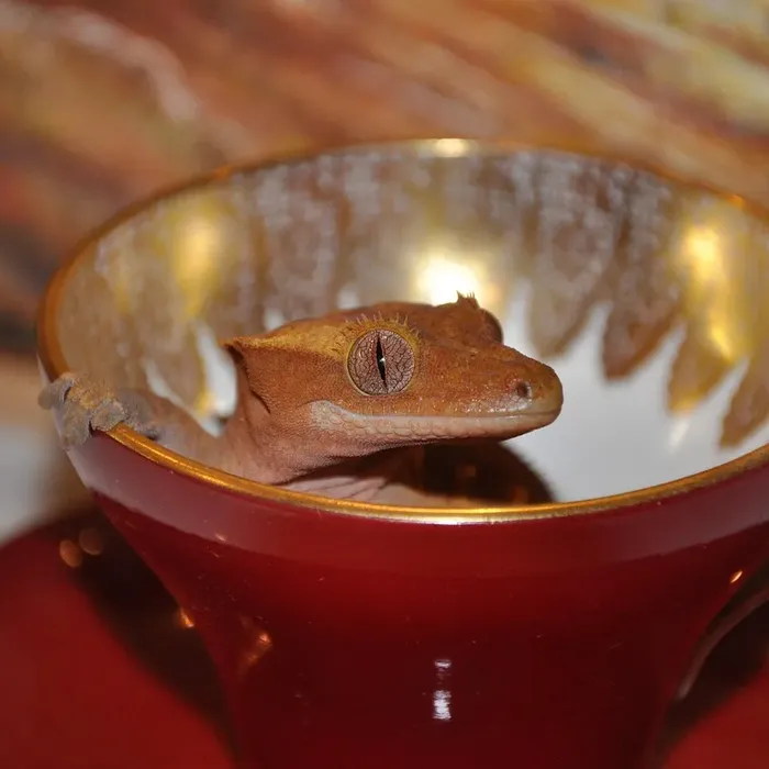 Mandarin Inferno 100% Het Tremper Albino