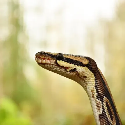 Female Super Pastel Het Puzzle Possible Het Clown Ball Python