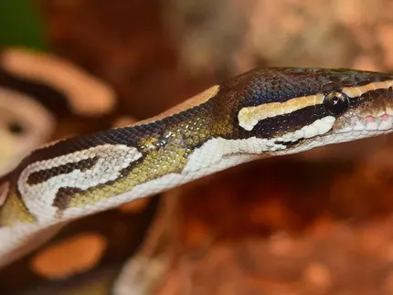 Royal python