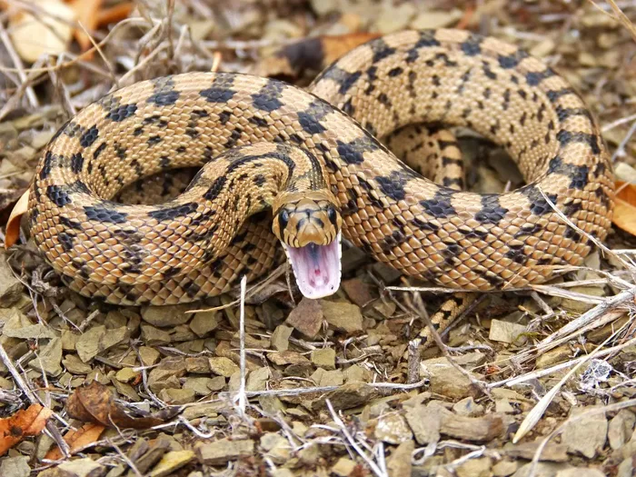 Reticulated Python