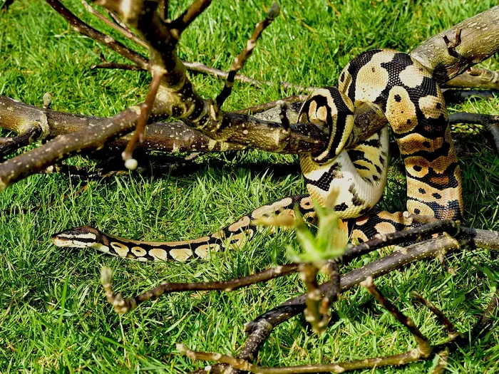 Tsk axanthic ball python Tsk axanthic ball python