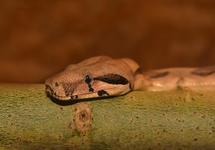 Rubber Boa snake