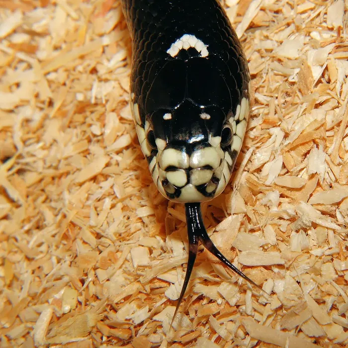 Female Calico Yellow Belly 100% Het Puzzle (FREE Shipping) Female Calico Yellow Belly 100% Het Puzzle (FREE Shipping)