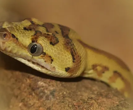 Carpet Pythons