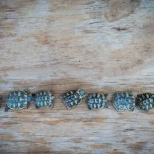 Elongated Tortoise Baby