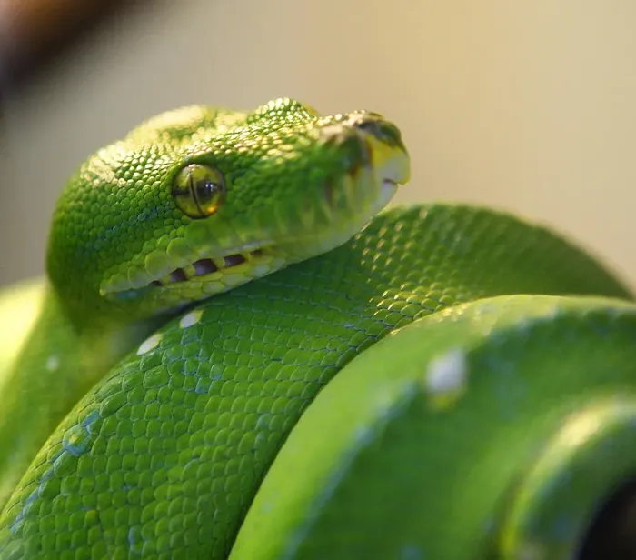 Tree Python