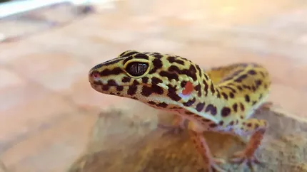 Strawberry Red Leopard Gecko humid hide
