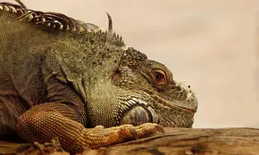 Juvenile Giant Plated Lizard