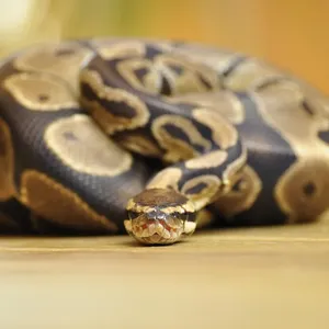 Black Blood Python