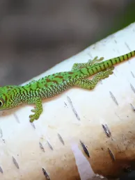 Caiman Lizard Baby